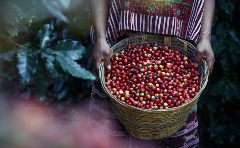 kawa arabica gdzie kupić